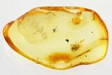 Detailed Fossil Spider (Araneae) In Baltic Amber #325349-1